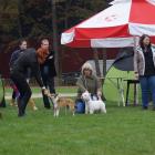miss grandiflora canis terra in the main ring.jpg